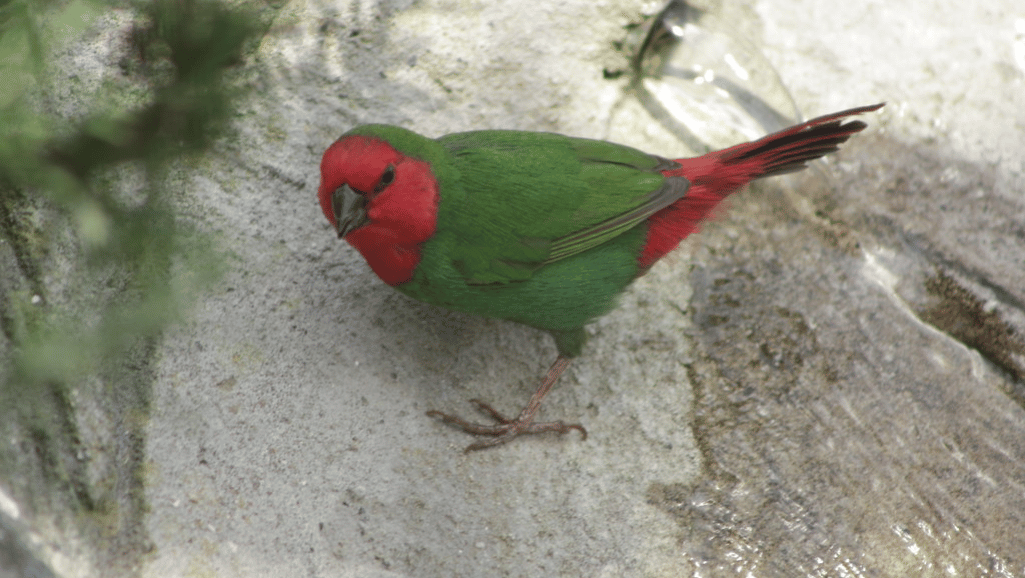 red head parrot finch