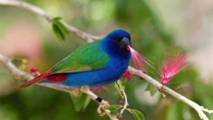 Tri-colored Parrot Finch