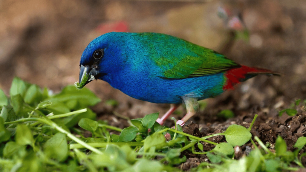 Tri-colored Parrot Finch