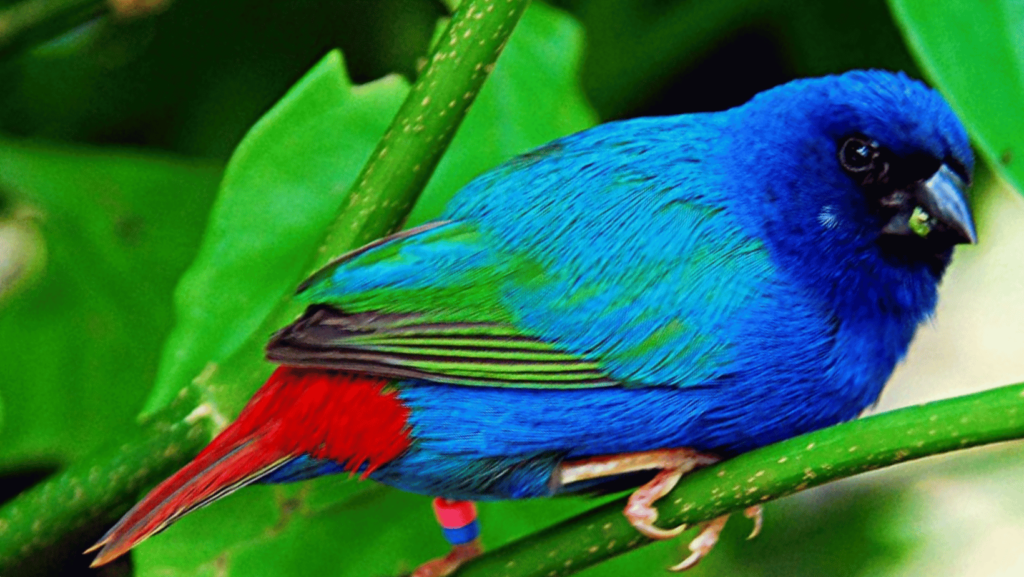 Tri-colored Parrot Finch