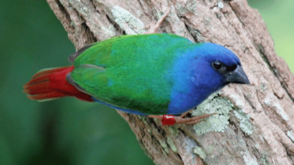 Tri-colored Parrot Finch