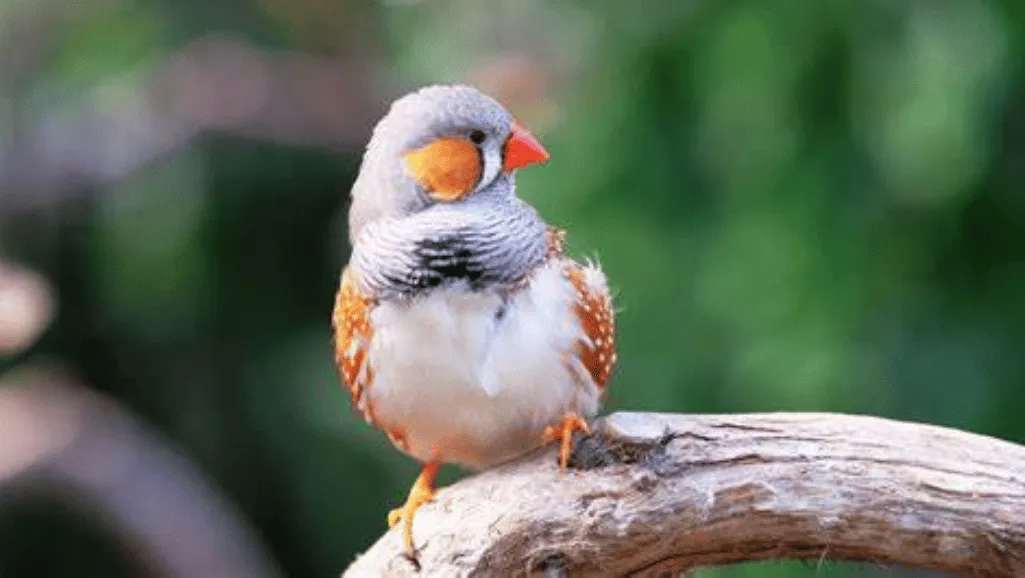 Zebra Finch Identification