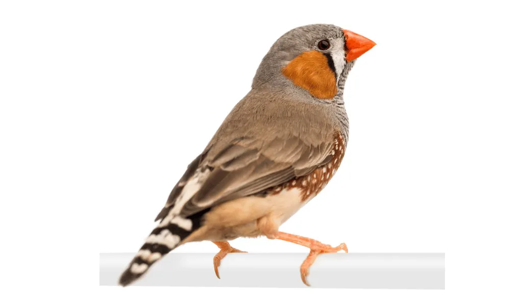 Zebra Finch