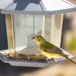 Finch Bird Care