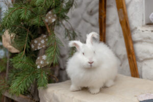 French Angora Rabbit