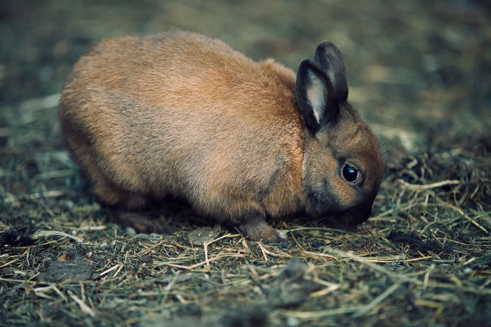 American Sable Rabbit: The Shadowy Beauty of Rabbit Breeds