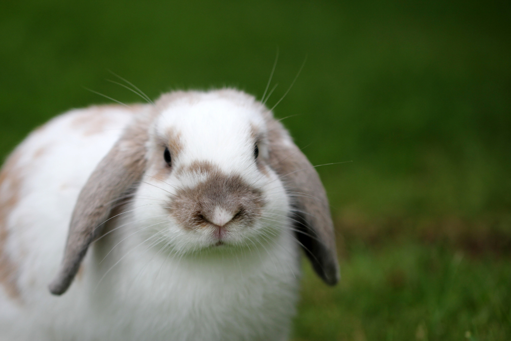 American Fuzzy Lop Rabbit