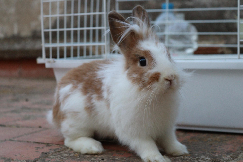 English Angora Rabbit