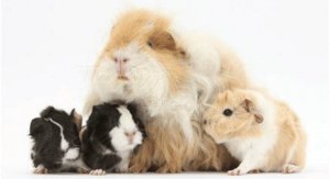 Alpaca Guinea Pigs