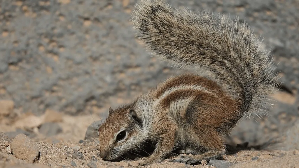 Barbary Ground Squirrel