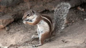 Barbary Ground Squirrel