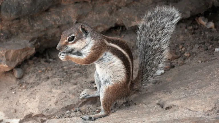 Barbary Ground Squirrel