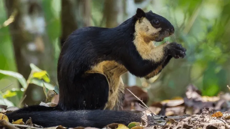 Black Giant Squirrel