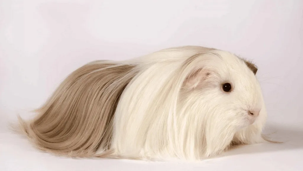 coronet guinea pigs
