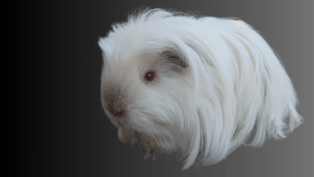 coronet guinea pig 