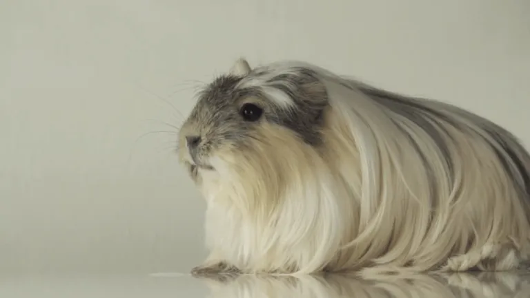 coronet guinea pig