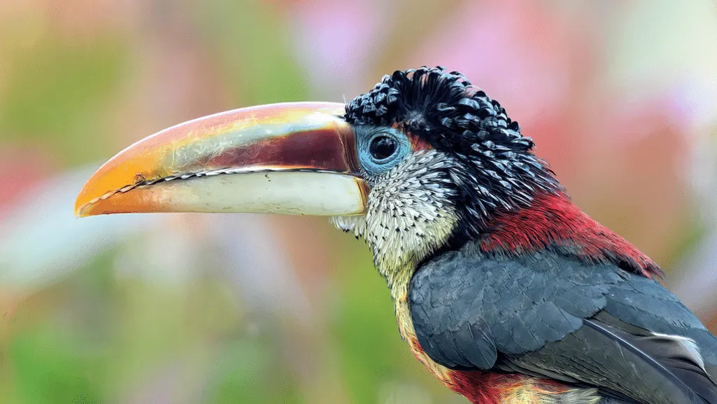 Curl-crested Aracari