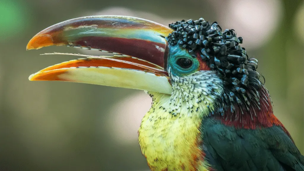 Curl-crested Aracari