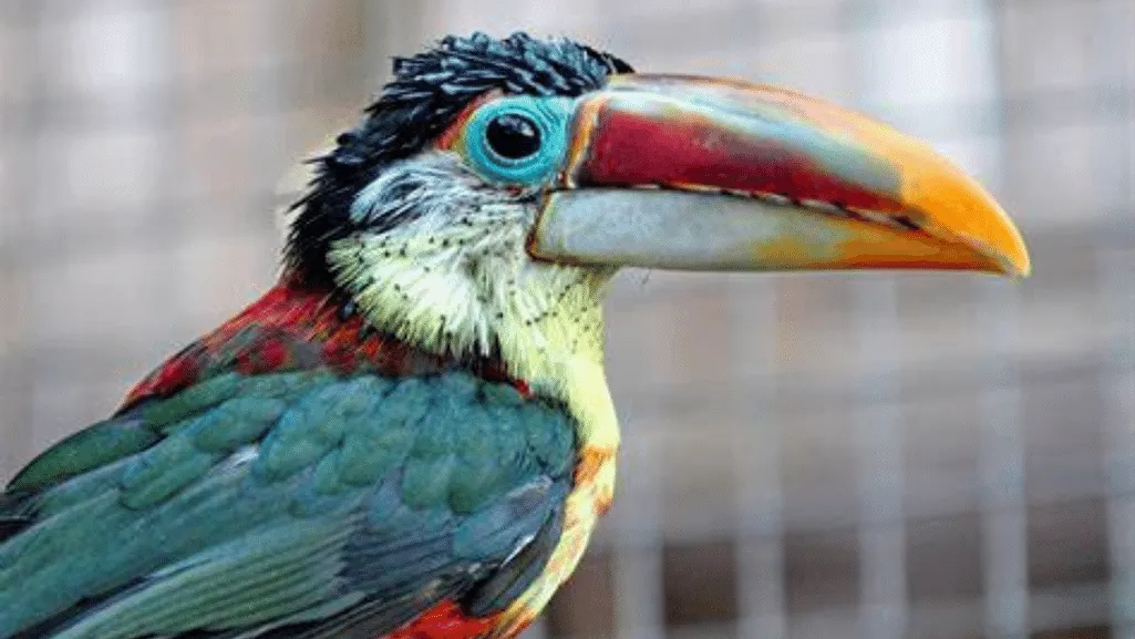 Curl crested Aracari