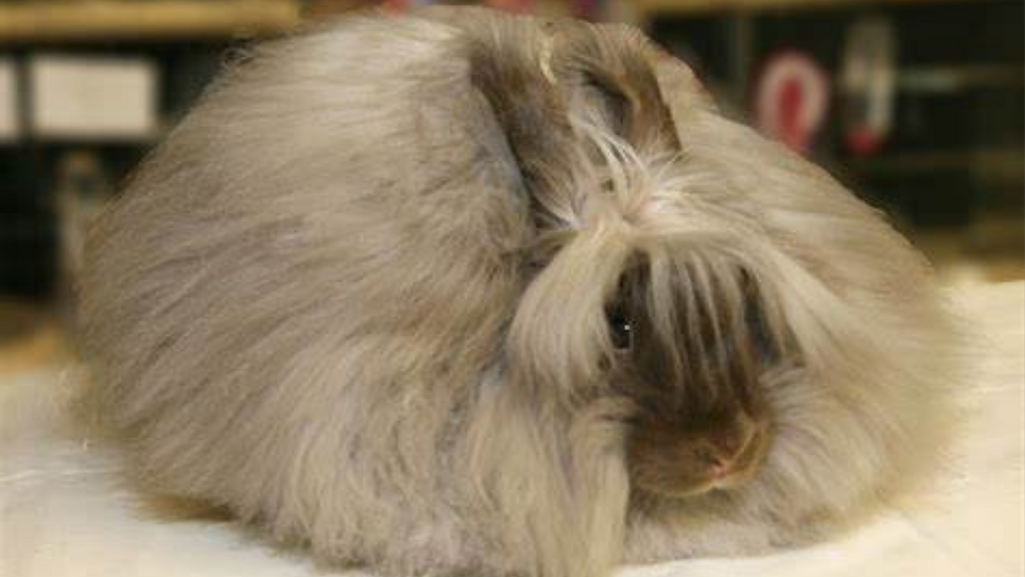 English Angora Rabbit