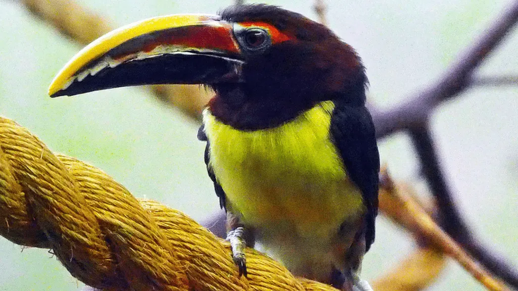 Green Aracari