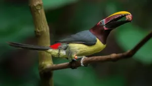 Green Aracari