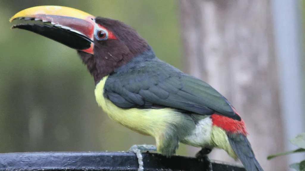 Green Aracari