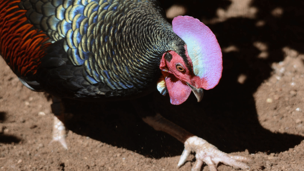 male green junglefowl