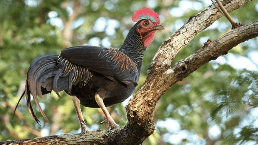 green junglefowl photos