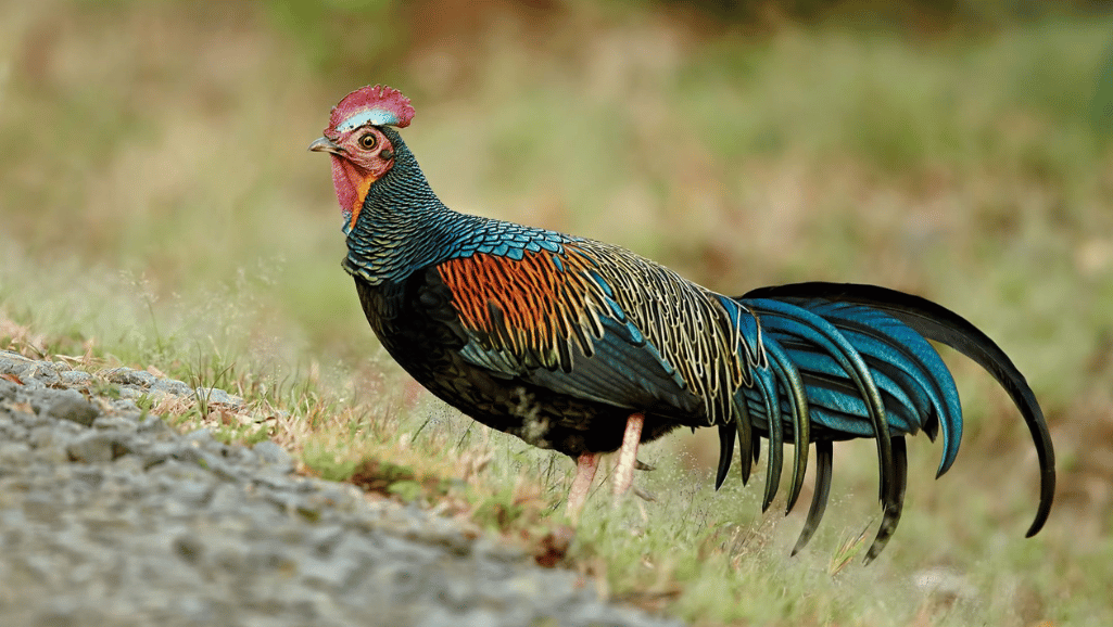 Green Junglefowl