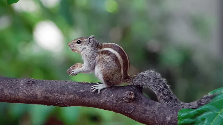 Indian Palm Squirrel
