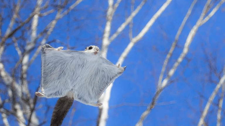 Japanese Dwarf Flying Squirrel