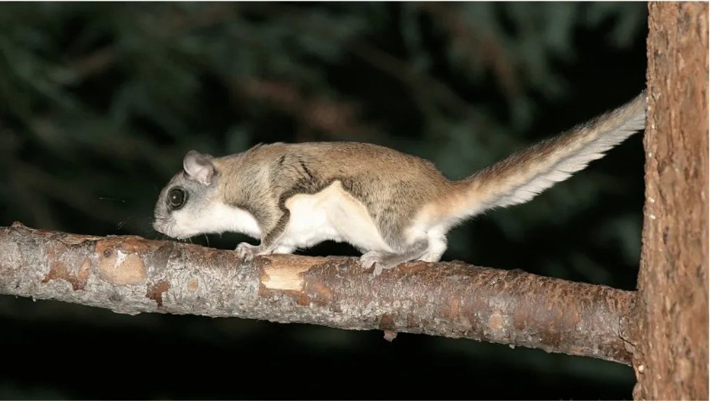 Northern Flying Squirrel