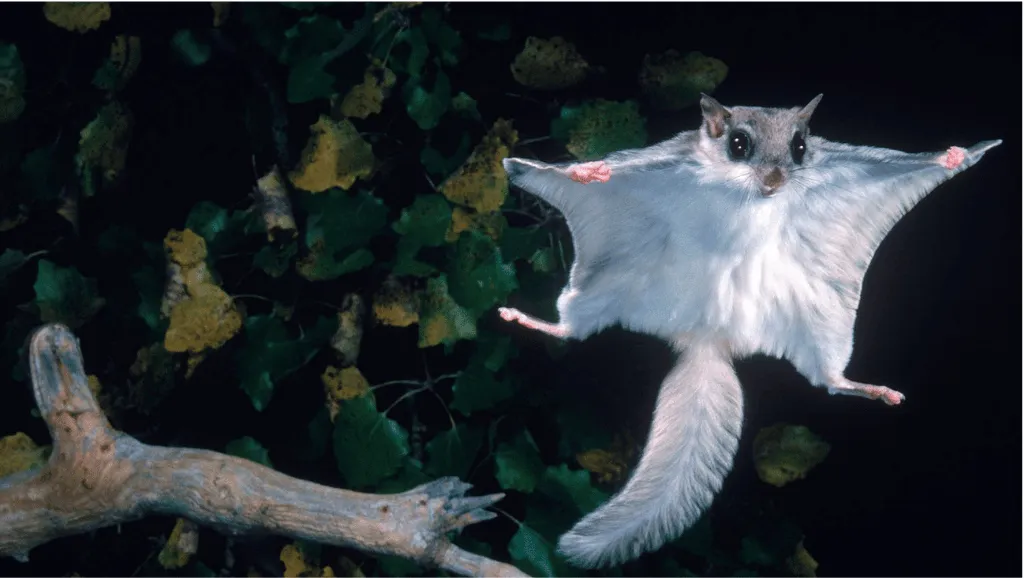 Discover the Northern Flying Squirrel Habitat