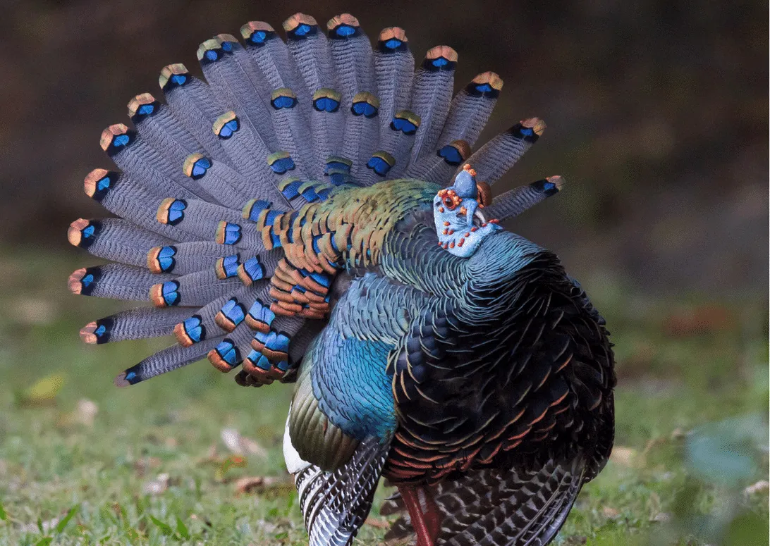 Ocellated Turkey