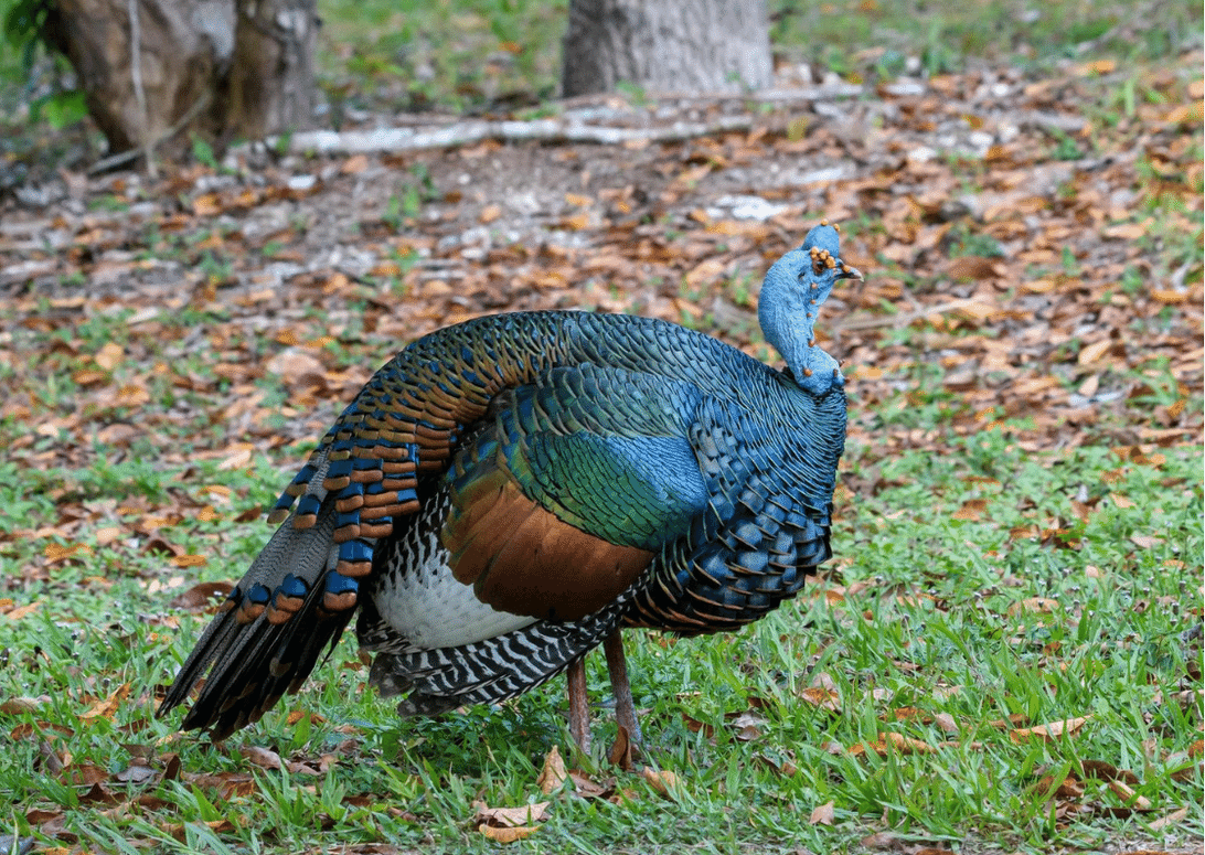 Ocellated Turkey