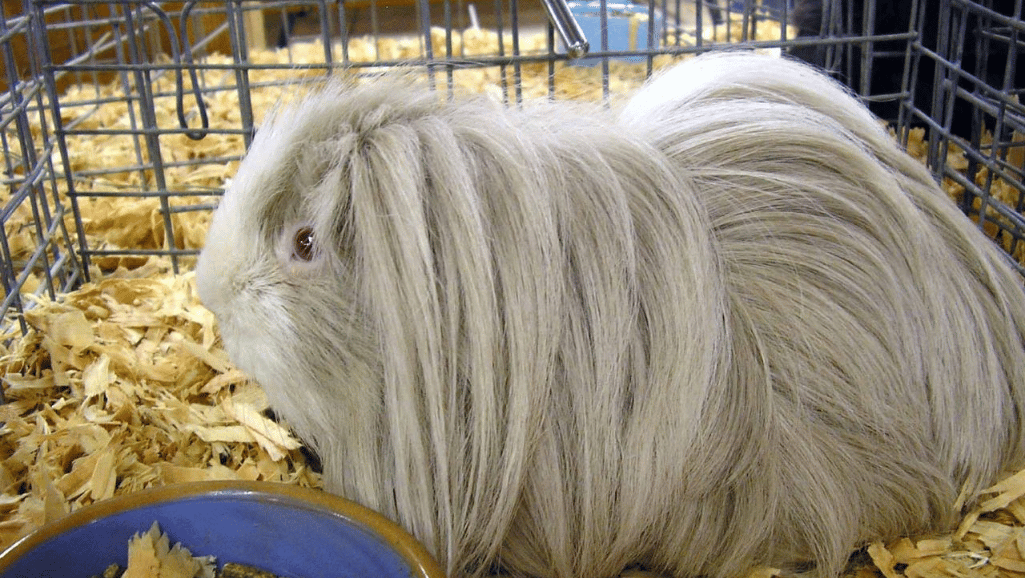 Exquisite Locks of the Peruvian Guinea Pig: Grooming Essentials