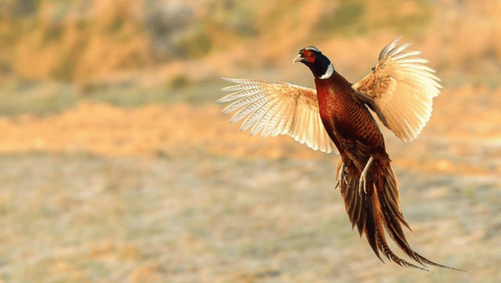 Pheasant Breeding