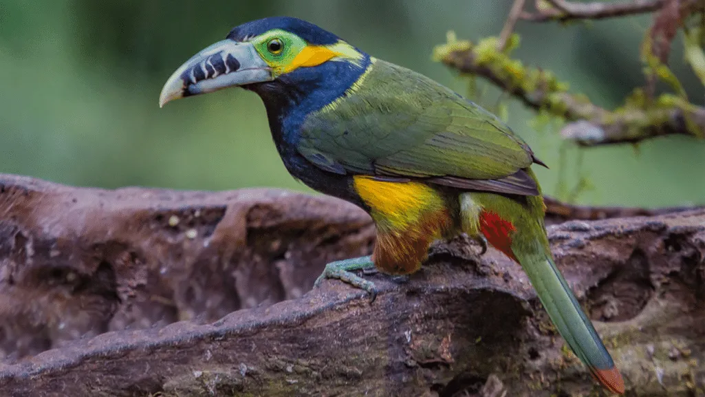 Spot-billed Toucanet