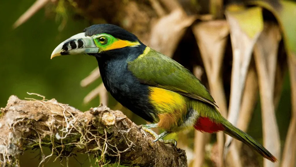 Spot-billed Toucanet