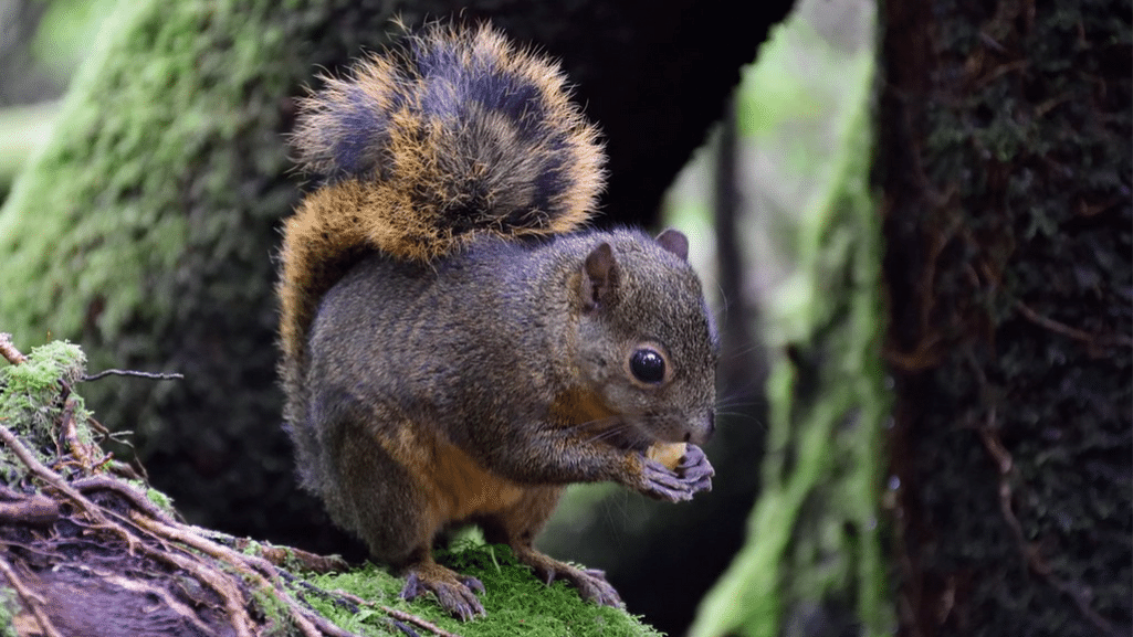 Tufted Pygmy Squirrel predators