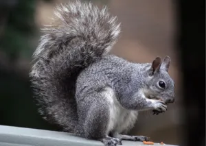 Western Gray Squirrel