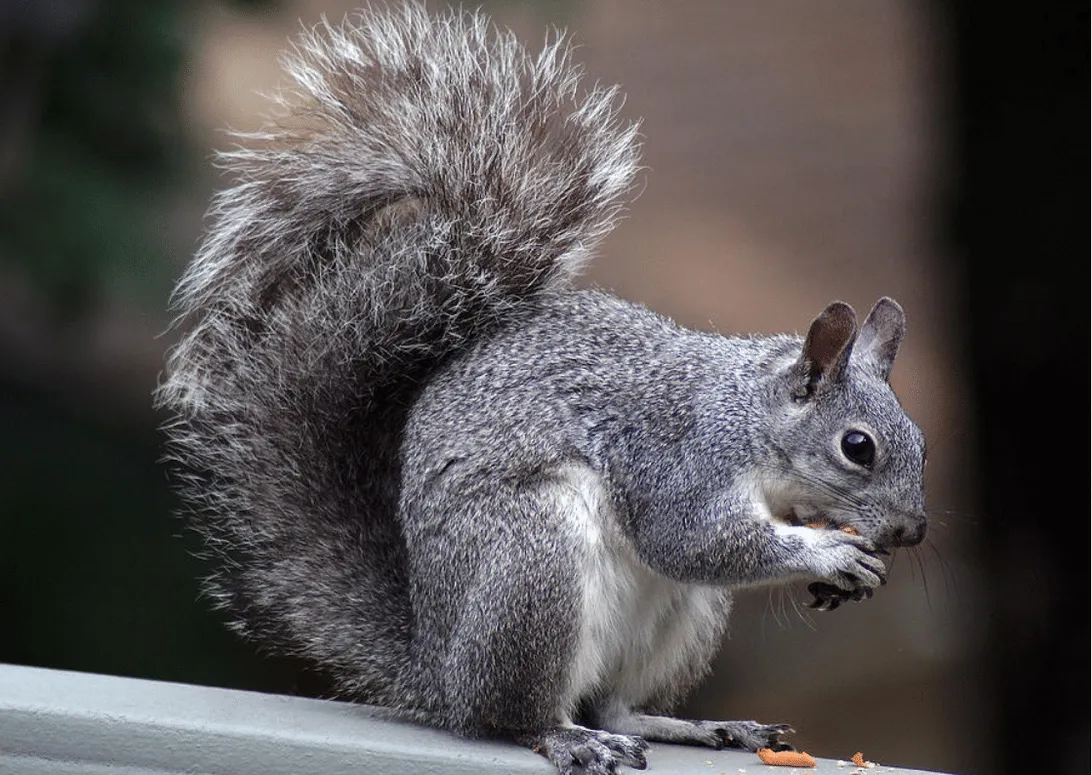 Western Gray Squirrel