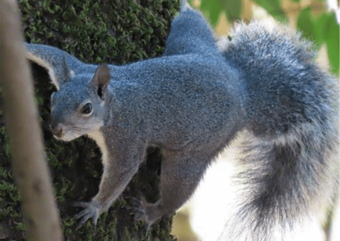 Western Gray Squirrel Nesting Habits