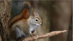 American Red Squirrel