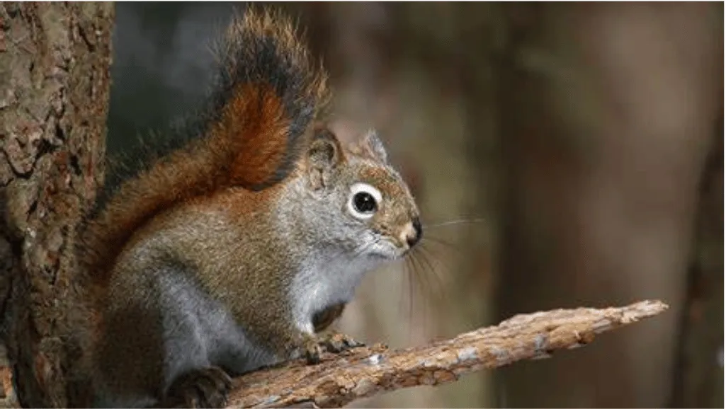 American Red Squirrel