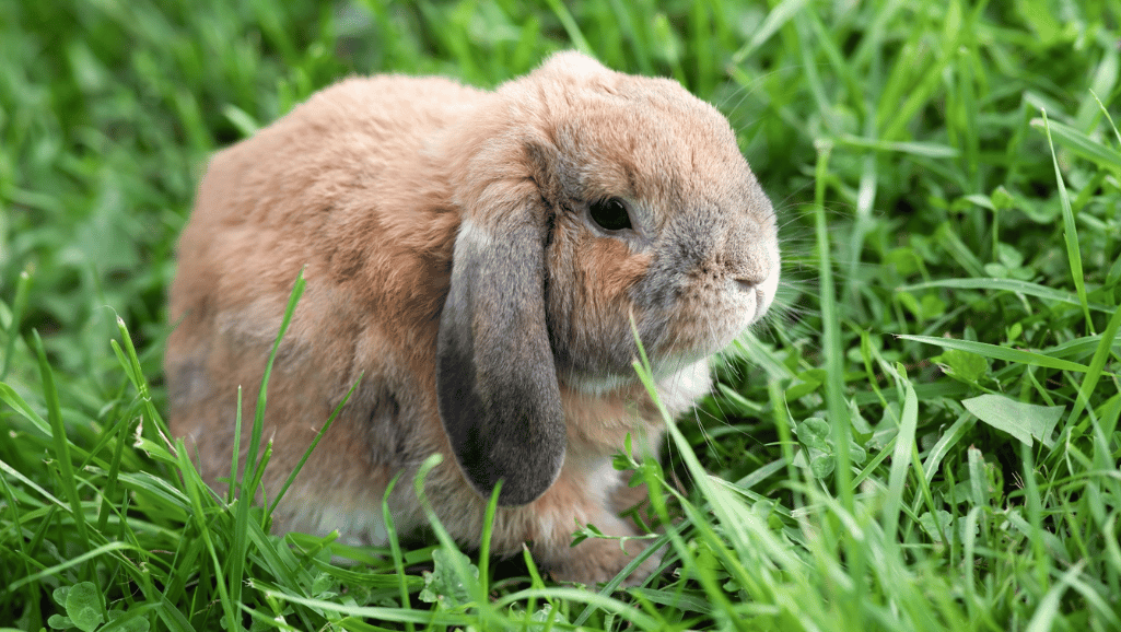 Mini Lop Rabbit