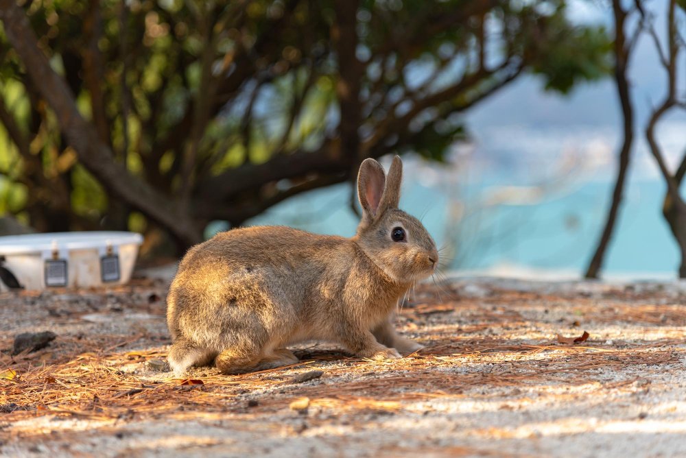 Californian Rabbit