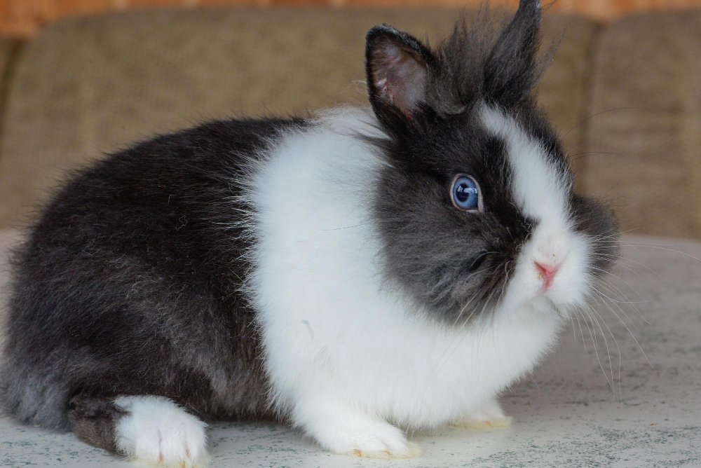 bunny rabbit health
