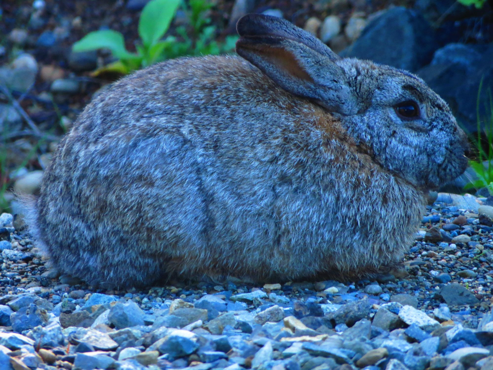 Blue Polish Rabbit